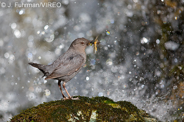 American Dipper f20-15-078.jpg